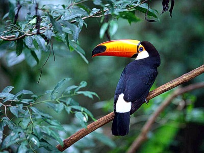 Tukan in Brasilien (Pantanal)